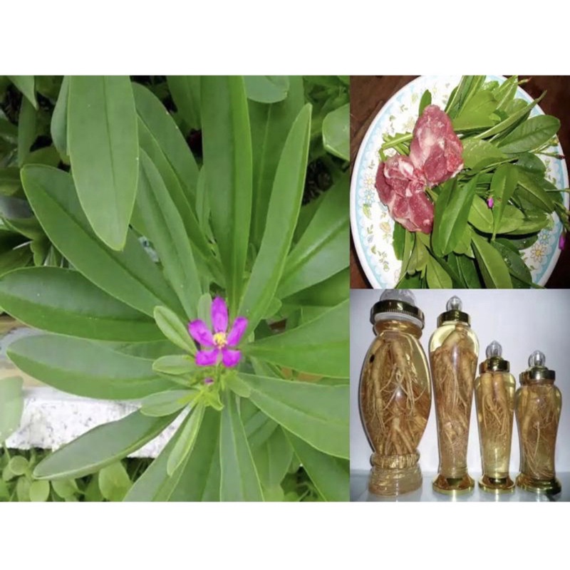 cây sâm đất ( thổ sâm) | Shopee Việt Nam