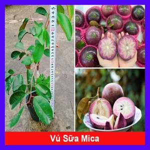 Cây Vú Sữa Mica - Không có mủ ở phần vỏ, rất ngon chịu mặn sinh trưởng tốt, Giống chuẩn 100%