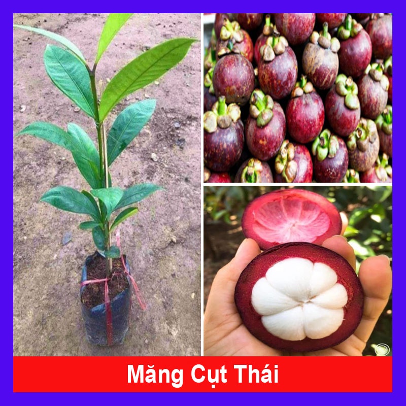 Cây măng cụt thái cao 40 cm ra trái siêu sớm sau 1 năm