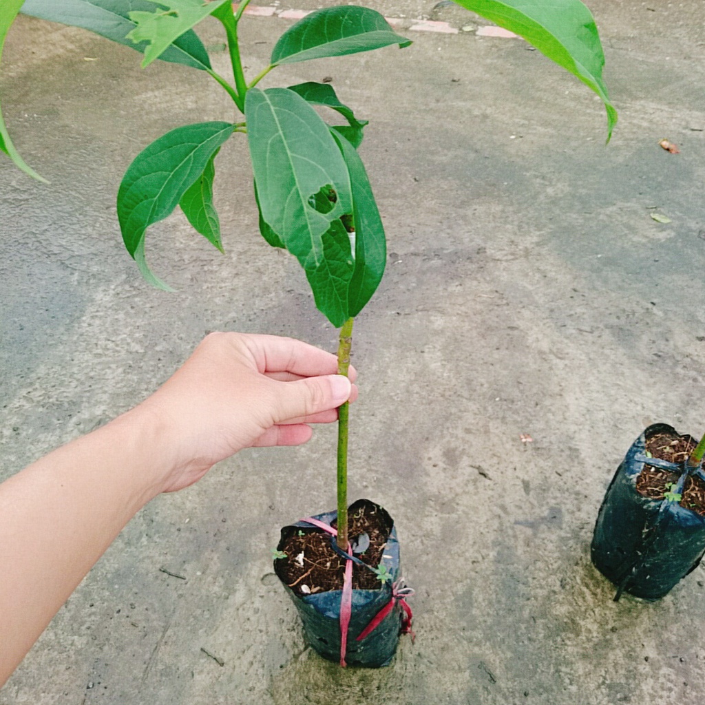 Cây bơ giống lùn Thanh Sơn - cho trái sớm, trái to ăn rất ngon