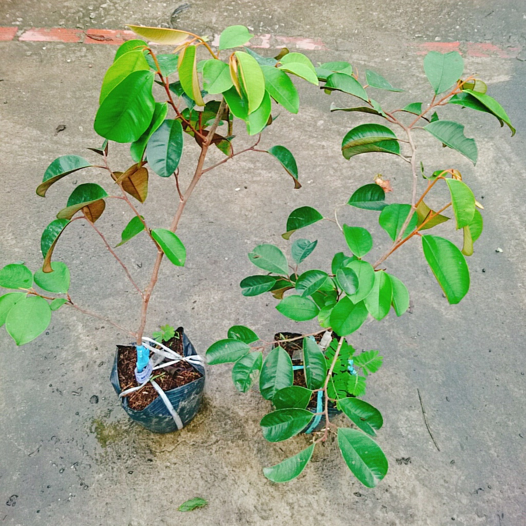 Cây Vú Sữa Mica - Không có mủ ở phần vỏ, rất ngon chịu mặn sinh trưởng tốt, Giống chuẩn 100%