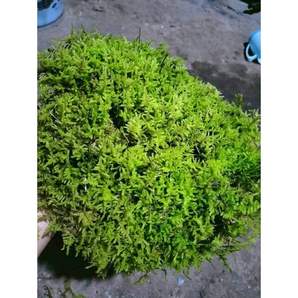 Rêu trác bá -  THUIDIUM MOS - dùng để setup bể bán cạn, terrarium