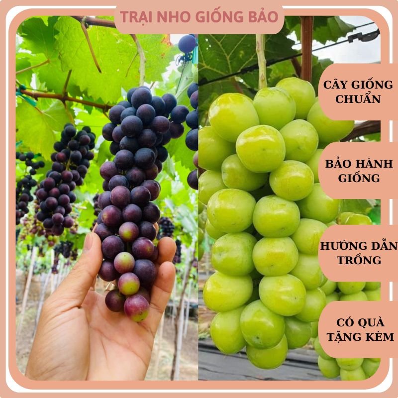 Combo 2 Cây Nho Giống Hạ Đen Không Hạt Và 2 Cây Nho Giống Mẫu Đơn ...