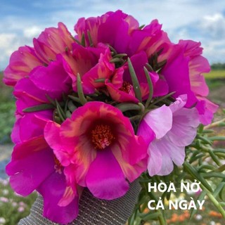 1 Ký Cành Giống Hoa Mười Giờ MỸ ĐƠN Màu Tím Hoa To Nở Cả Ngày  MiMa market