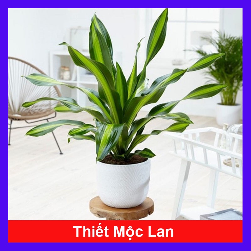 Cây Phát Tài ( Cây Thiết Mộc Lan ) - cây cảnh trong nhà
