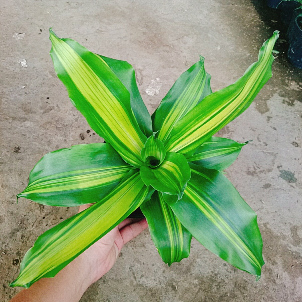 Cây Phát Tài ( Cây Thiết Mộc Lan ) - cây cảnh trong nhà