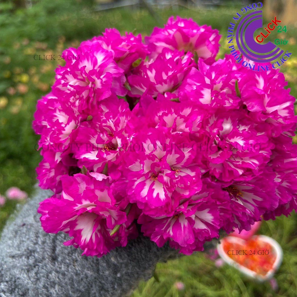 [NỞ CẢ NGÀY] Hoa Mười Giờ Thái Kép TÍM TRẮNG SỌC Cành Giống Màu Mới Hoa Nở Cả Ngày To Đẹp