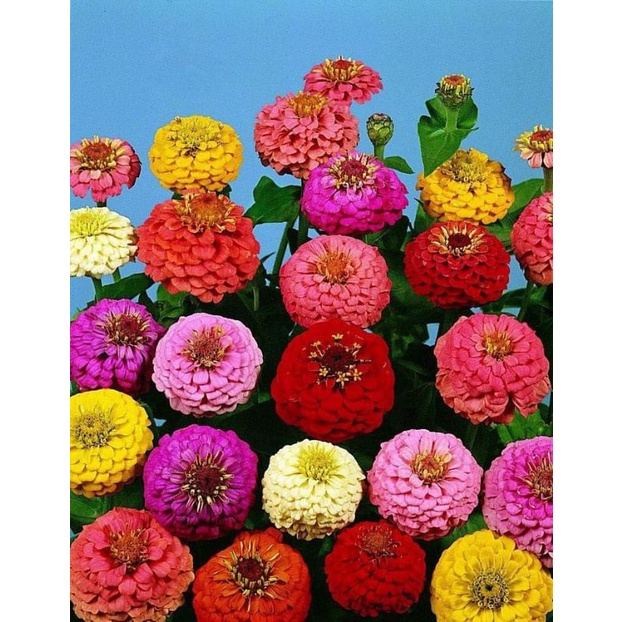 200 hạt giống cúc lá nhám nhiều màu 🌻 Siêu Xinh💥 cực kỳ dễ trồng.