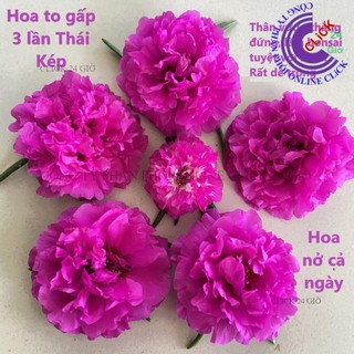 1 Ký Cành Giống Hoa Mười Giờ HOA SIÊU TO Khổng Lồ Gấp 3 Lần So Với Hoa Thái Kép MiMa market