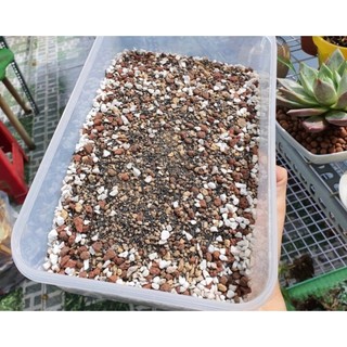 Giá thể trồng cây thoát nước trộn sẵn cho Sen Đá và Xương Rồng túi 1kg vườn sen đá MẦM NẮNG GARDEN