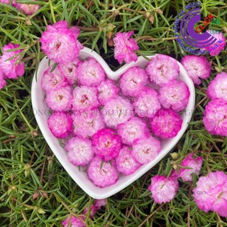 [NỞ CẢ NGÀY] Hoa Mười Giờ Thái Kép MÀU TRẮNG VIỀN TÍM MỚI Cành Giống Tơ Khỏe