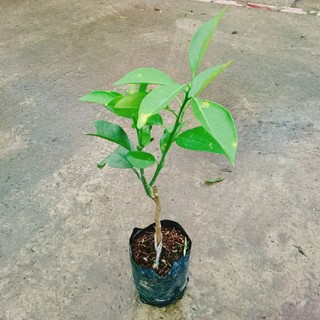 Cây Cam Xoàn - cây ăn quả