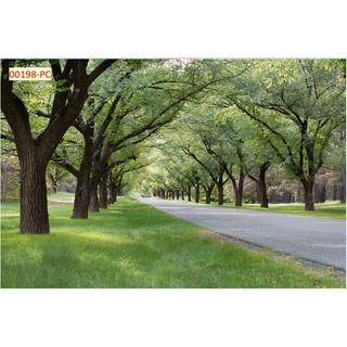 Tranh 3D Dán Tường Hàng Cây Khổ Lớn tặng keo dụng cụ