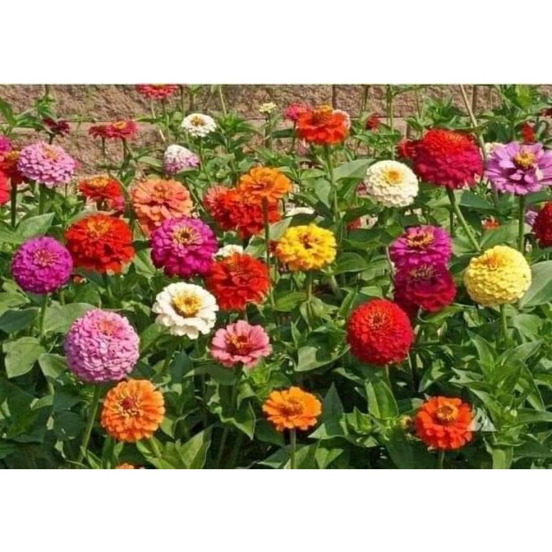200 hạt giống cúc lá nhám nhiều màu 🌻 Siêu Xinh💥 cực kỳ dễ trồng.