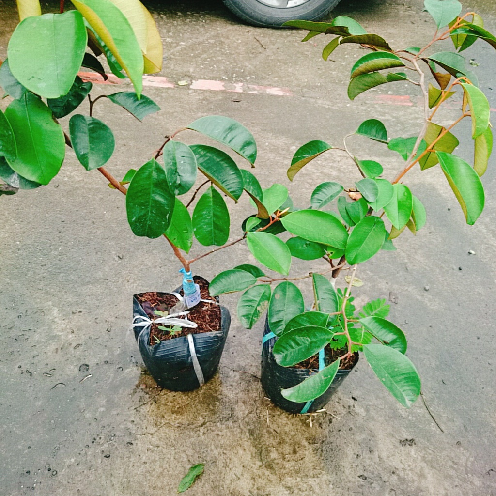 Cây Vú Sữa Mica - Không có mủ ở phần vỏ, rất ngon chịu mặn sinh trưởng tốt, Giống chuẩn 100%