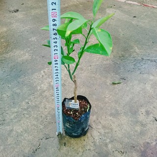 Cây Cam Xoàn - cây ăn quả
