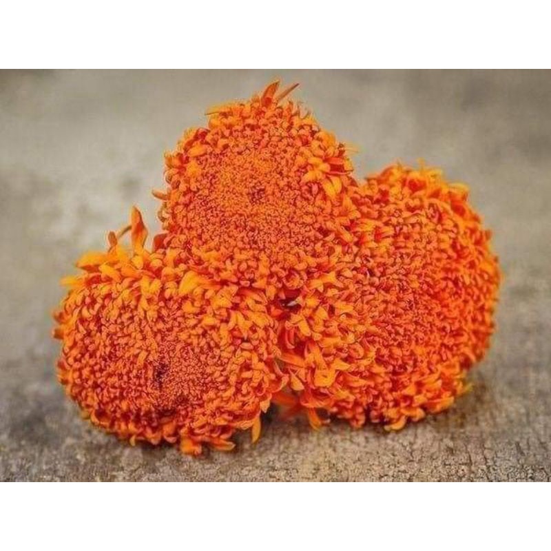 50H hạt giống hoa vạn thọ tia Châu Phi 💥SALE LỚN💥 chất lượng cao