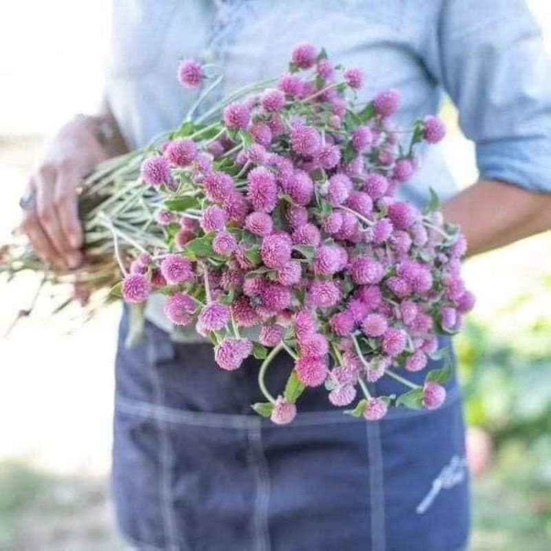 200 hạt giống hoa bách nhật màu hồng ❤️Siêu Xinh❤️ rất dễ trồng