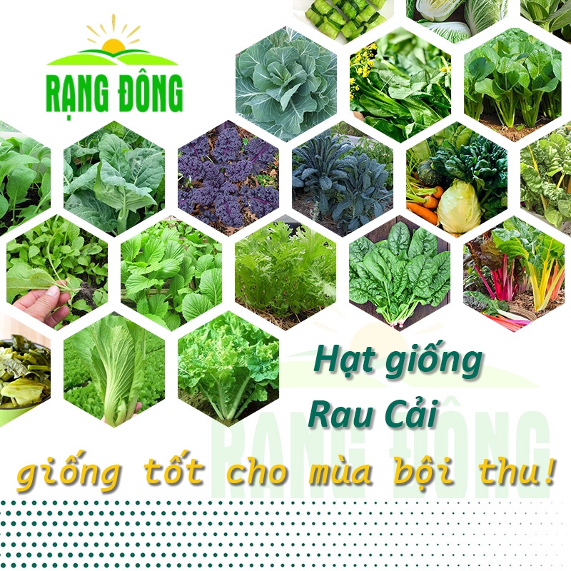 Hạt giống Rau Cải nảy mầm tốt, sinh trưởng khỏe, Rau Củ Quả trồng quanh năm - Hạt giống Rạng Đông