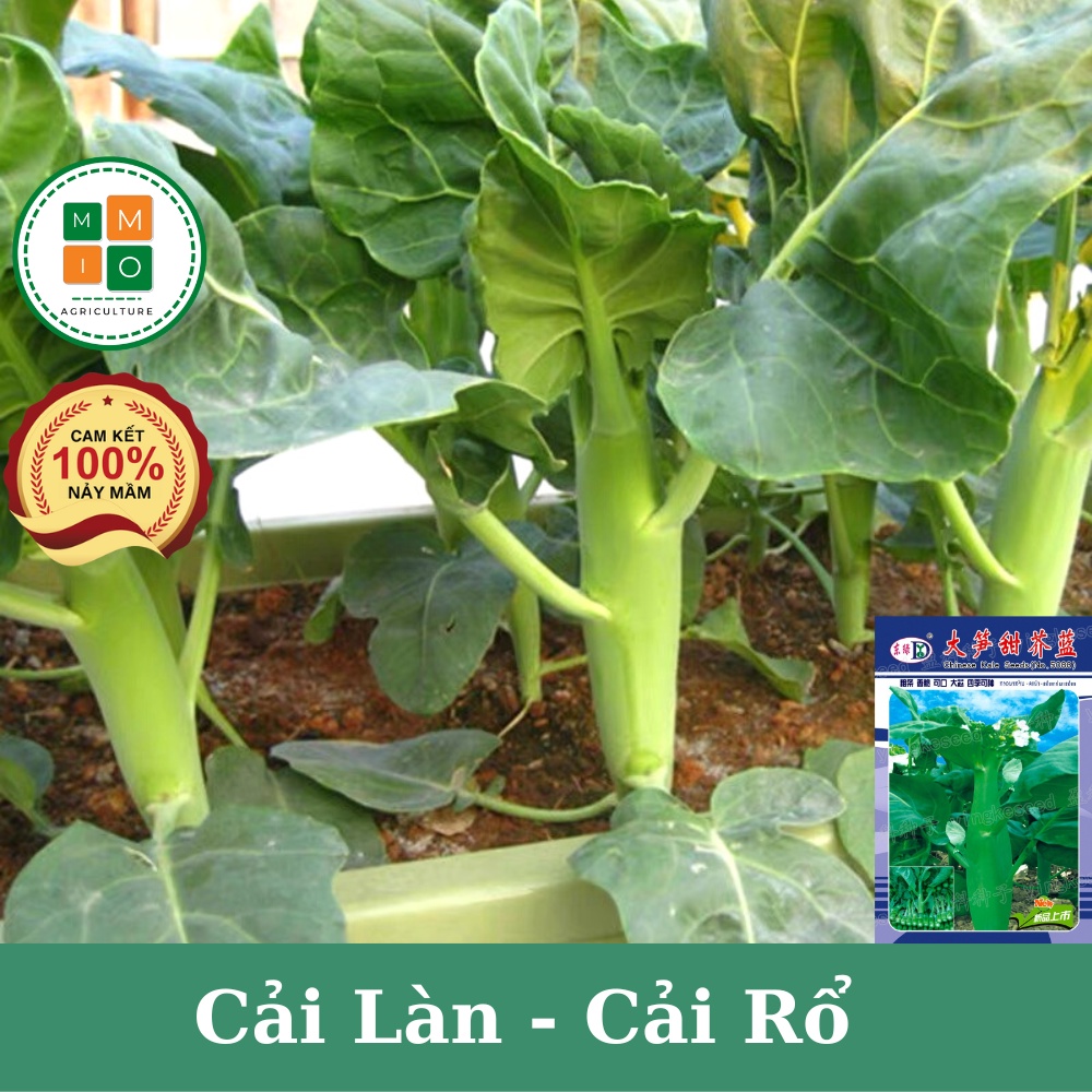 Hạt giống cải làn, cải rổ hoa trắng chịu nhiệt | Shopee Việt Nam