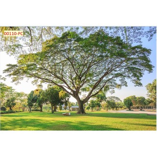 Tranh Dán Tường Trang Trí Cây Xanh, Hàng Cây, Rừng Cây trang trí nhà cửa