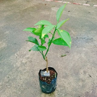 Cây Cam Xoàn - cây ăn quả