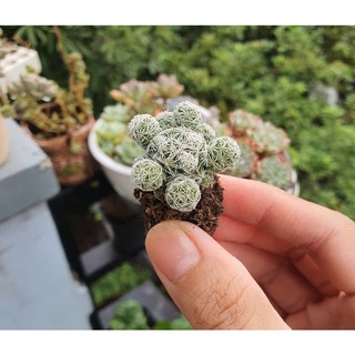 [Quà Tặng Xinh] Xương Rồng Trứng Chim (Tặng Đá Rải Mặt & Phân Bón) size chậun7x6cm– MẦM NẮNG GARDEN