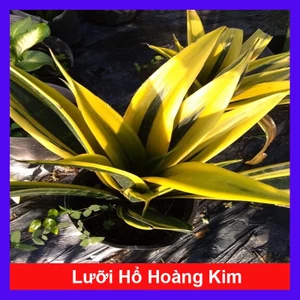 Cây Lưỡi Hổ Hoàng Kim - cây cảnh để bàn