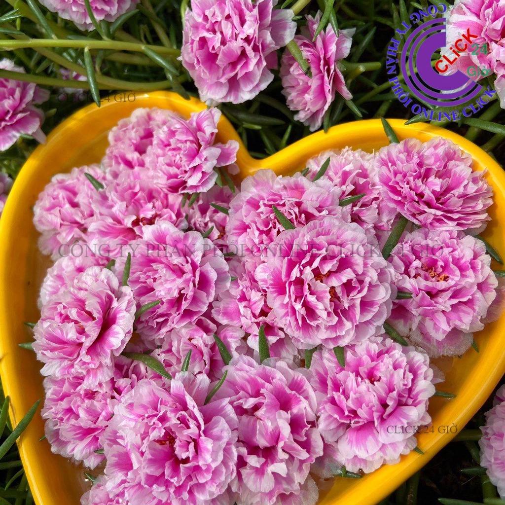 Cành Giống Hoa Mười Giờ SONG HỶ Thái Kép Cành Tơ Siêu Khỏe Ra Rễ Sau 3 Ngày MM Market
