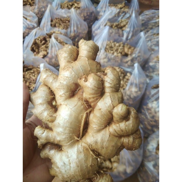 Củ gừng tươi