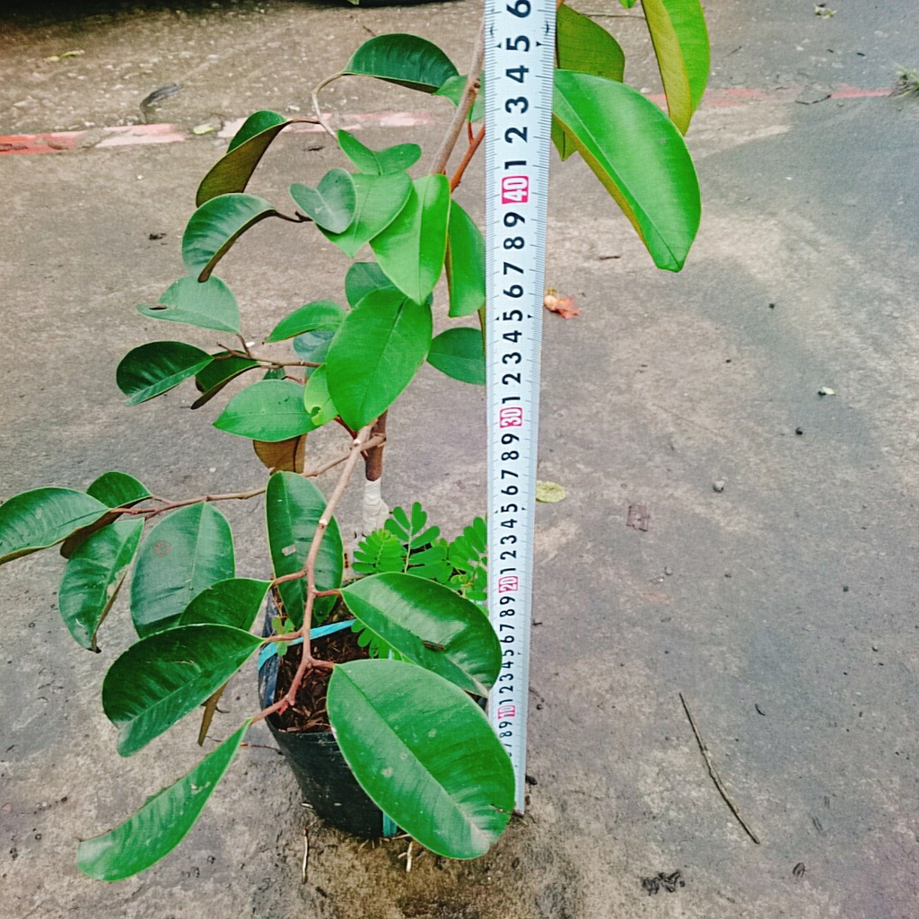 Cây Vú Sữa Mica - Không có mủ ở phần vỏ, rất ngon chịu mặn sinh trưởng tốt, Giống chuẩn 100%