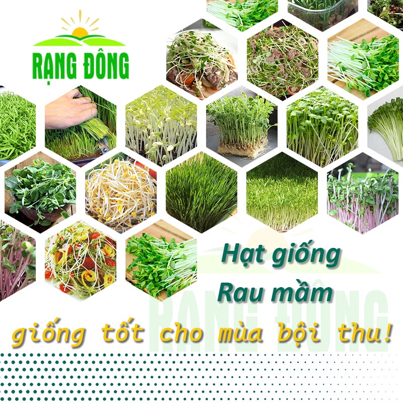 Hạt giống Rau MẦM nảy mầm tốt, sinh trưởng khỏe, dễ chăm sóc, trồng ...