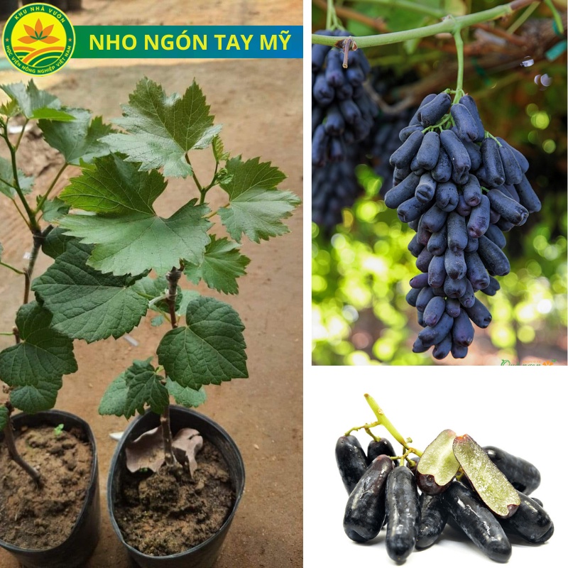 Cây giống nho Ninh thuận, giống nho dễ trồng nhất, phù hợp với khí hậu ...