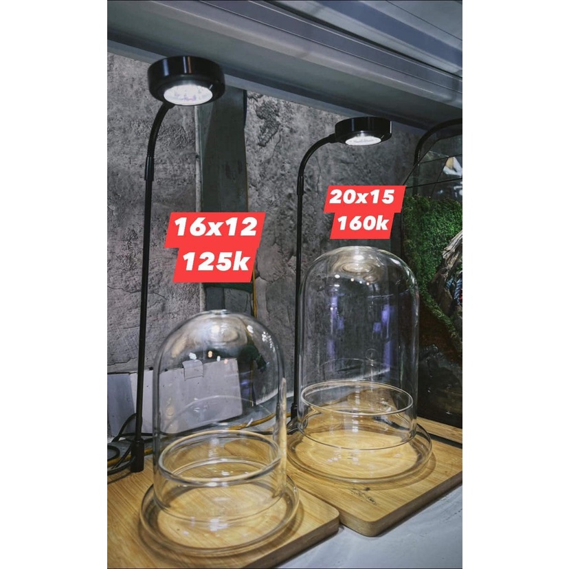 Bình Terrarium, Bình Thủy  tinh ko kèm đèn trồng cây trong nhà