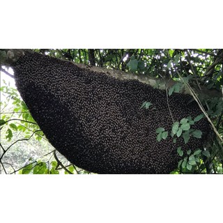 MẬT ONG RỪNG GIÀ NGUYÊN CHẤT -  TỰ NHIÊN 100%