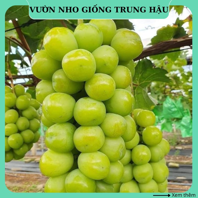 Cây nho giống Mẫu Đơn không hạt Sữa Nhật Bản thân dây leo giàn NM10 ...