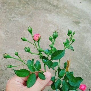 Cây Hoa Hồng Chùm Son - cây cảnh để bàn