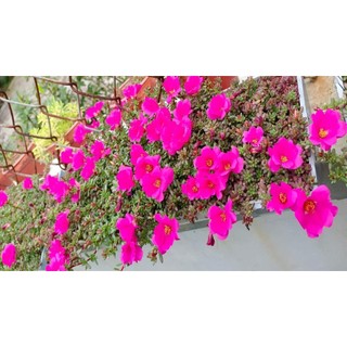 [Chồi Dài] 50 Cây Hoa Mười Giờ Ấn Độ - Sen Đá Nếp Cẩm Siêu Dễ Trồng  MiMa market