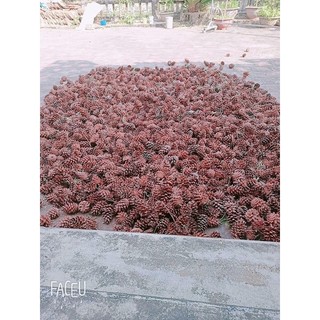 SỈ 1kg QUẢ THÔNG KHÔ DÙNG ĐỂ TRANG TRÍ NOEL
