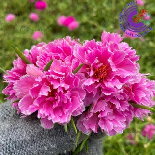 Cành Giống Hoa Mười Giờ MẪU ĐƠN Cánh tua Thái Kép Màu Mới Cành Tơ Siêu Khỏe Ra Rễ Sau 3 Ngày MiMa market