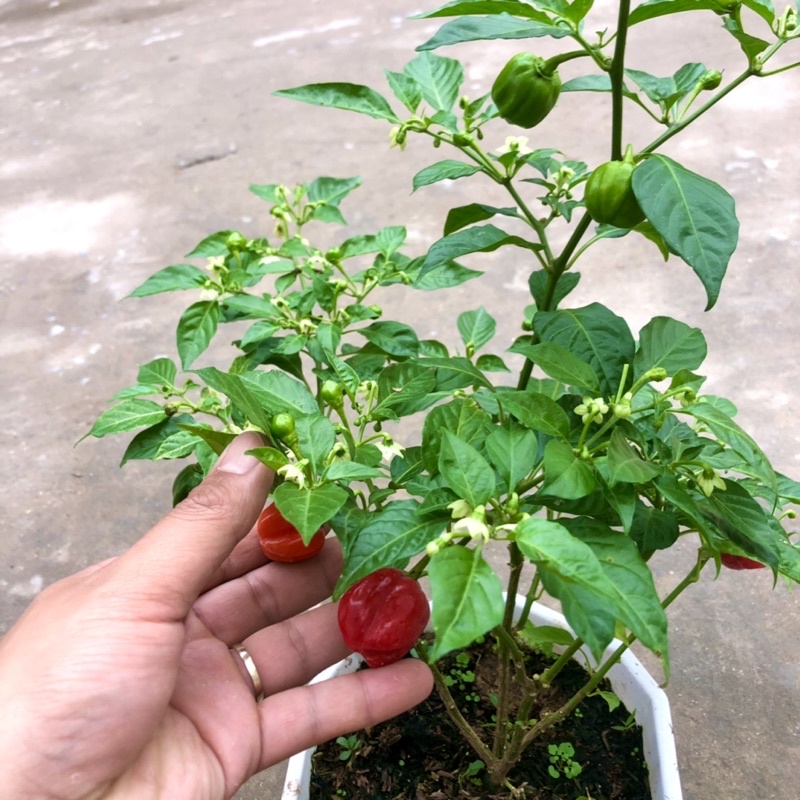 Cây ớt Habanero đỏ trưởng thành cho trái siêu cay - cây đang hoặc sắp ...