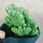 Xương Rồng Vân Sơn - cây cảnh để bàn