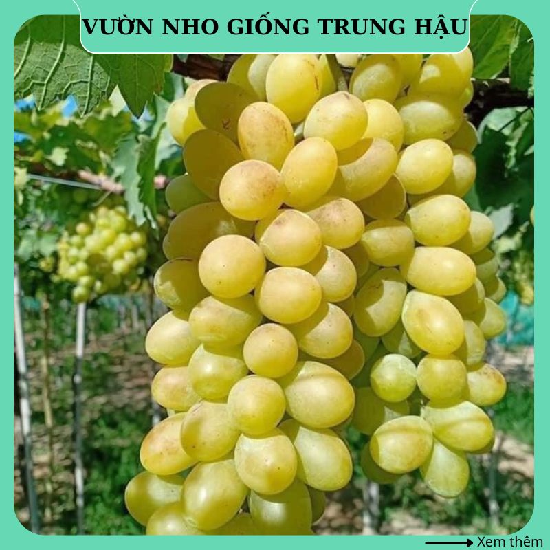 Cây nho giống Xanh Ninh Thuận trồng chậu thân dây leo giàn NX03 ...