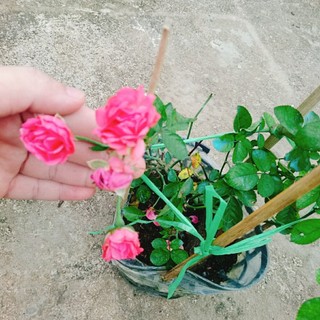 Cây Hoa Hồng Chùm Son - cây cảnh để bàn