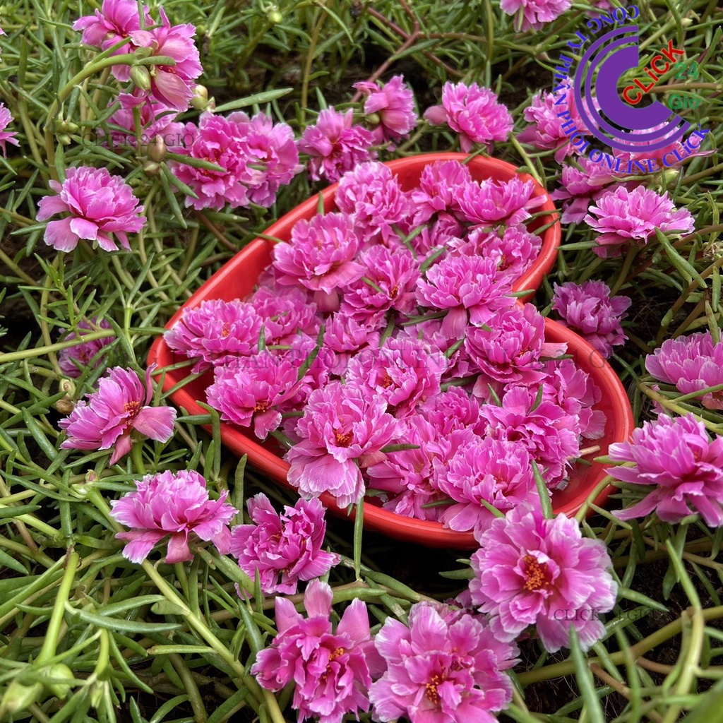 Hoa Mười Giờ Mẫu Đơn Cánh Tua Giống Hoa Mười Giờ Thái Kép Mới Cánh Xẻ Cành Giống Tơ