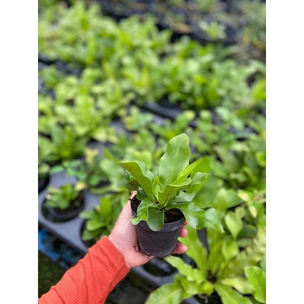 Phụng mini, (ảnh 5 )cây tổ quạ mini hay ổ phụng mini, cây trang trí tiểu cảnh bán cạn,terarium