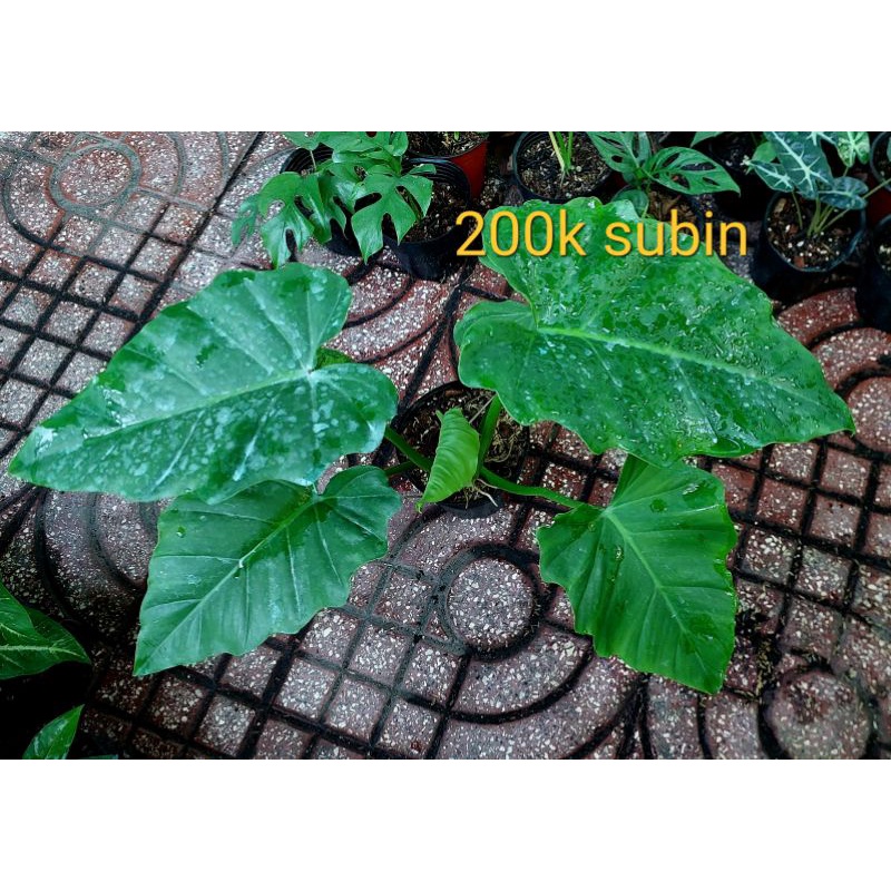 Cây trầu bà subin | Shopee Việt Nam