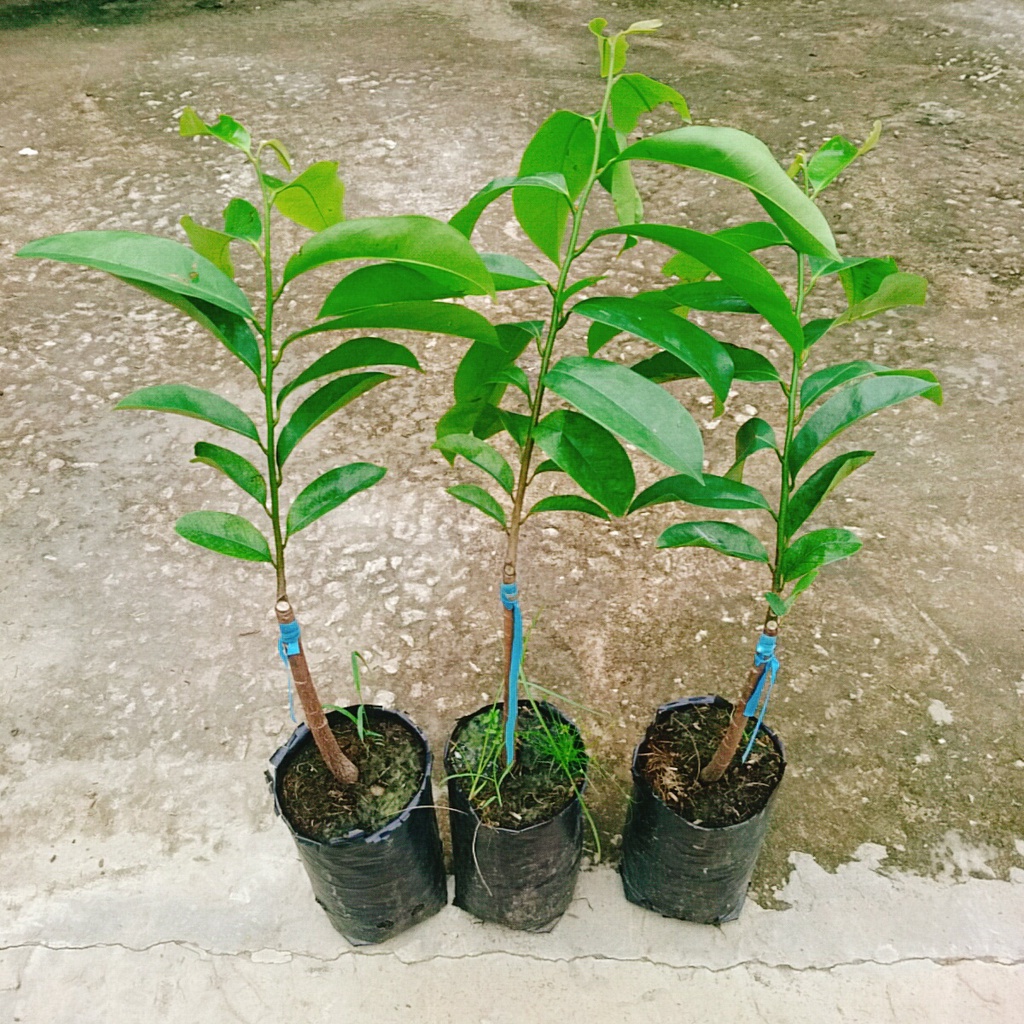 Cây mãng cầu xiêm thái cao 40-50cm cho trái sau 1 năm