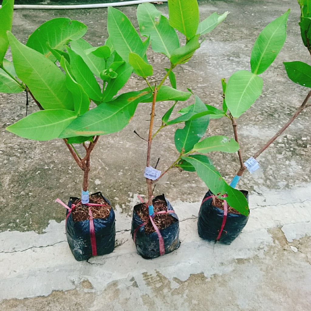 Mận An Phước ( cây roi đỏ ) không hạt + cho quả sau 3 tháng