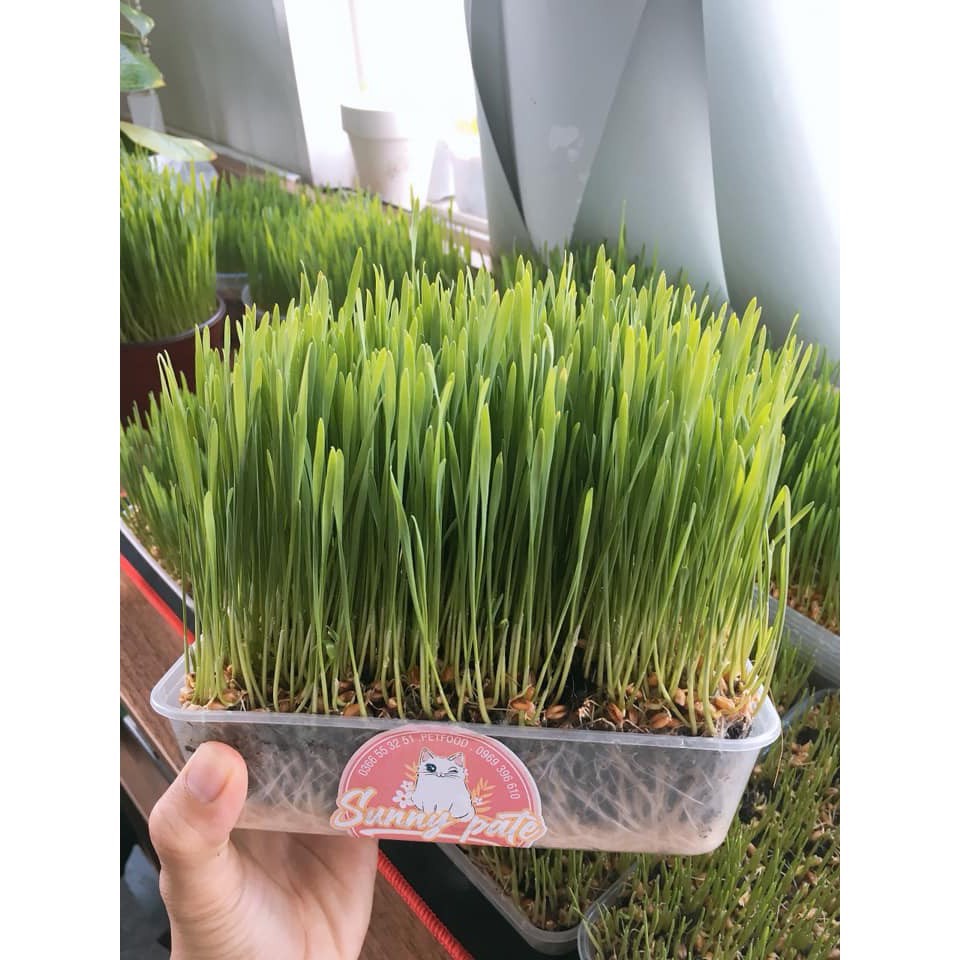 Cỏ mèo - Cỏ luá mạch trồng sẵn - Hạt giống lúa mì | Shopee Việt Nam